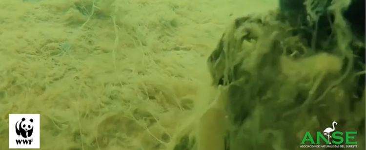 Noticia de Almera 24h: Aparece baba de fitoplancton en el Mar Menor