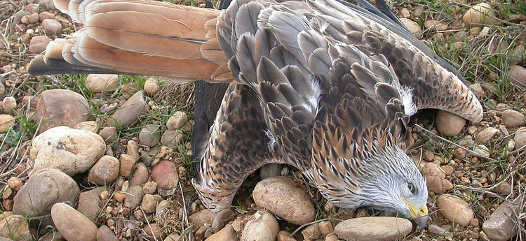 WWF, SEO/BirdLife y Ecologistas en Accin solicitamos al Gobierno sanciones ms efectivas por el uso del veneno