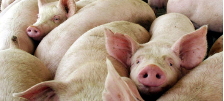 Rechazo a la nueva legislacin para la regulacin de la ganadera industrial porcina