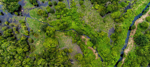 Noticia de Almera 24h: Los bosques del patrimonio mundial de la UNESCO absorben 190 millones de toneladas de dixido de carbono