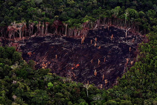 Noticia de Almera 24h: WWF: Nos sumamos a ms de 200 cientficos para exigir la proteccin urgente de la Amazona, al lmite de un punto de inflexin catastrfico
