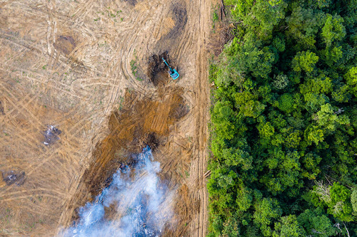 La propuesta de ley de la CE contra la deforestación importada empieza bien, pero olvida otros ecosistemas y a las comunidades locales