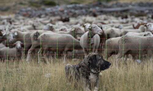 WWF: Denunciamos que el boicot de las CC. AA. a la Estrategia por el lobo perjudica a los ganaderos