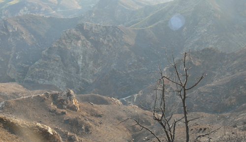 WWF: Iniciamos la restauración de la zona calcinada en Cortes de Pallás (Valencia) en el segundo incendio forestal más grande del siglo en España