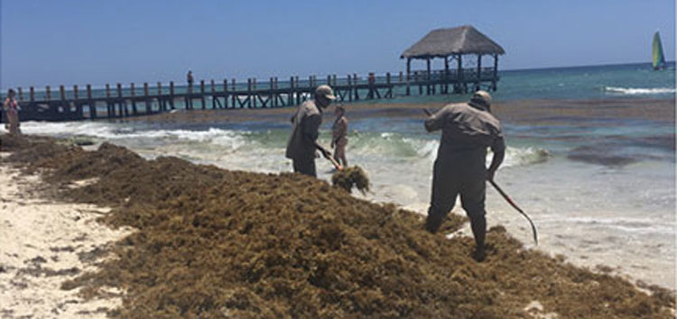 La Posidonia oceanica en la playa no es basura y son absolutamente beneficiosas para los ya bastante perjudicados entornos litorales,