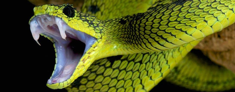 Noticia de Almera 24h: La OMS lanza una estrategia mundial para la prevencin y el control del envenenamiento por mordeduras de serpiente