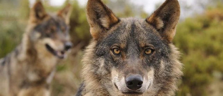 Denuncian la persecucin del lobo en el Parque Nacional de los Picos de Europa