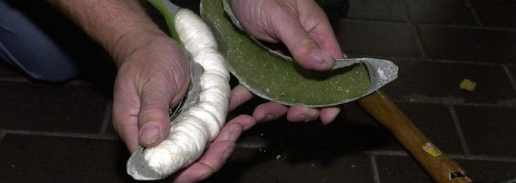 Localizan 275 kilos de cocana ocultos en bananas procedentes de Costa Rica