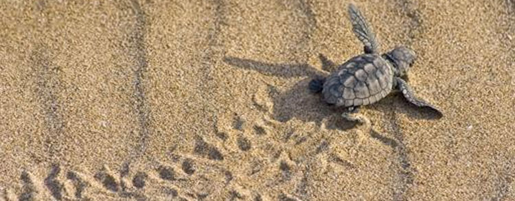 El Ministerio para la Transicin Ecolgica impulsa nuevas medidas para proteger la anidacin de tortugas marinas en el litoral espaol