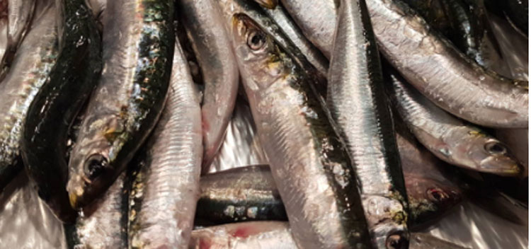 Noticia de Almera 24h: Carta abierta por la preocupante gestin de la sardina ibrica