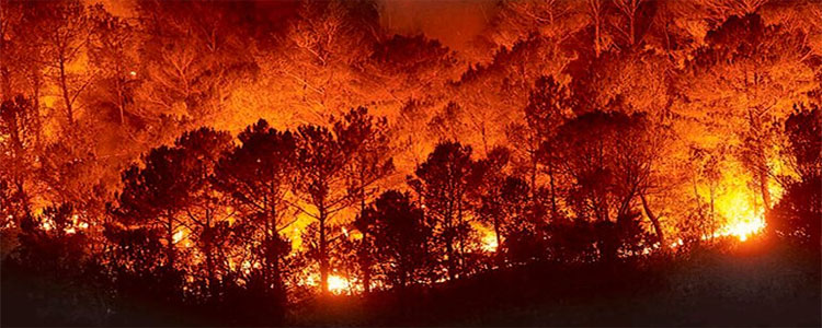Noticia de Almera 24h: Las conductas negligentes que dan lugar a los incendios necesitan mayor reproche social