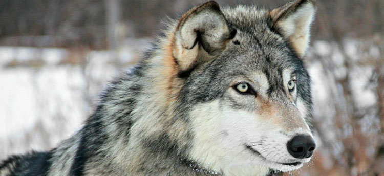 Comienza el juicio por la caza ilegal de lobos durante una montera