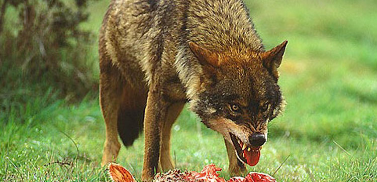 Europa insiste en las medidas preventivas para reducir los daos de lobo