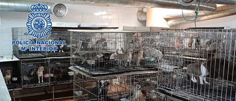 La Polica Nacional desmantela en Madrid dos criaderos ilegales de chihuahuas y rescata 270 perros