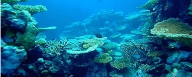 Greenpeace Espaa: El mar lucha gratis contra el cambio climtico